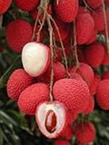 Best Lychee to Plant in Florida: Top Varieties for Success 2 41ccPdt46GL. SL160