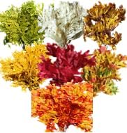 Miniatura 3 de Hojas de roble secas preservadas, 24 x 16 pulgadas, 3-5 ramas. Hojas secas de otoño conservadas, arreglo seco para decoración del hogar (manojo de 1