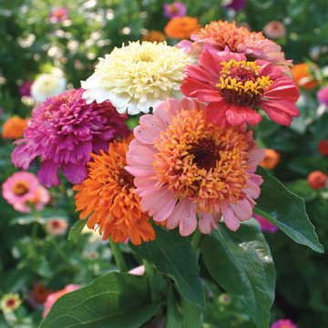 Park Seed Zinnia Seeds, Planting Flowers, Easy to Grow, Non-GMO, Perfect for Spring Garden, Candy Mix, Pack of 50