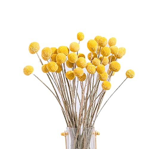 GANMEI 40 PièCes de Fleurs de Craspedia SéChéEs Fleurs de Boules de Bouton de SéChéEs, Bouquet de Fleurs SéChéEs pour Les Arrangements de Mariage DéCor à la
