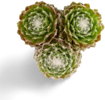 OhhSome Indoor/Outdoor Plant Sempervivum Arachnoideum 'Spumanti' - Hens & Chicks Air Purifier Plants Succulent |Patio|Home|Ndoor|Bedroom|Table|Living Room|Office Decoration Gift (Healthy Live Plant)