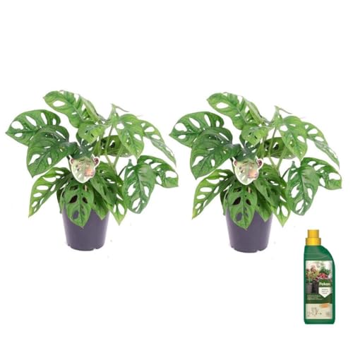 Plant in a Box - Monstera adansonii 'Masque de Singe' - Pokon - Set de 2 - Pot 12cm - Hauteur 25-30cm