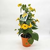 thunbergia alata yellow pianta in vaso | pianta rampicante con fiori gialli | ideale per balcone, pergole e giardino | fioritura primaverile estiva, facile da coltivare