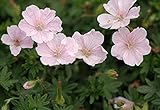 3 x Geranium sanguineum 'Apfelblüte' (Storchschnabel)