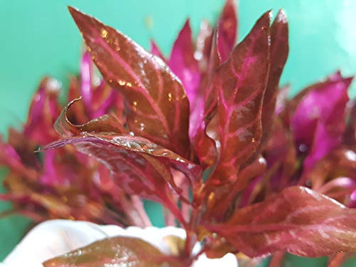 Pearlingplants Rosanervig Variegated Mix