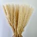 Feather Small Pampas Grass Bunch,Natural Dried Reed Plumes for Wedding Decor (Light Yellow)