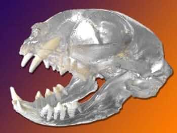 Vinny Cat on skull/立体アート Vinny Cat on skull/立体アート