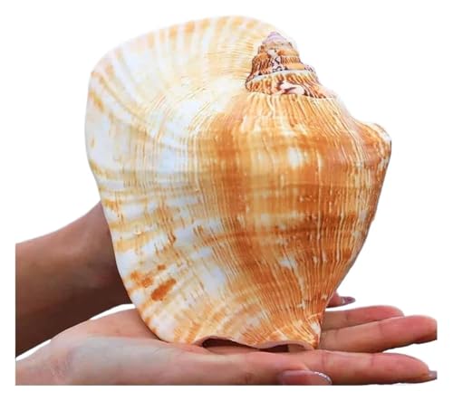 Natural Sea Beach Seashells Huge Ocean Conch Large Natural Shell for Home Decorations (5.9-6.3 inch)