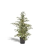 Hello Plants Ficus Benjamina Twilight Llorar 95cm alto, 21Ø - Grandes plantas de interior - Plantas tropicales - Planta de limpieza - Recién salido de la guardería