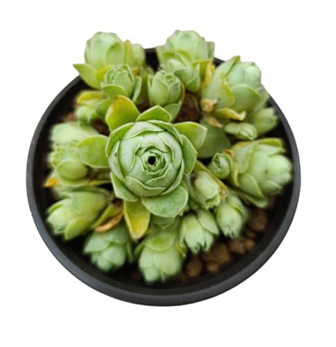 Greenovia dodentralis pianta grassa a forma di rosa succulenta crassula aeonium dodrantale Greenovia gracilis Sempervivum dodrantale Sempervivum gracile