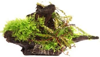 Hygrophila pinnatifida and moss on mangrove wood