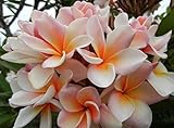 plumeria kaufen obi Die Lieferung dauert in der Regel 1 bis 4 Wochen nach dem Versand. Bitte überprüfen Sie die Lieferzeit vor dem Kauf.