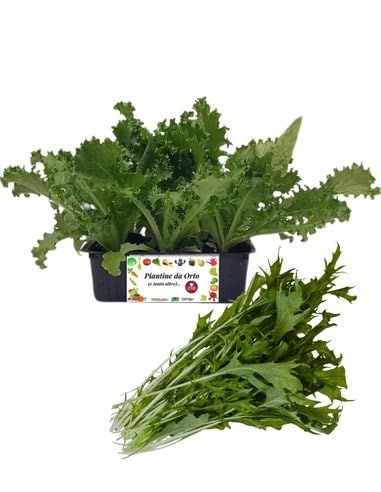 P. Piantine da Orto | Indivia Riccia, Pianta da Orto o Balcone Pronta al Trapianto, Kit da 9 Piantine, Pianta Vera da Esterno, Vivaio Italiano
