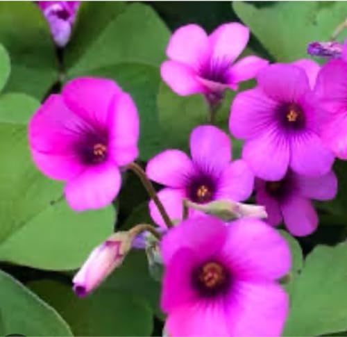 いちご氷 ダリア 球根 ピンク系 華やかな花 Amazon.co.jp: ダリア 球根