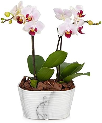 From You Flowers - Rustic Blush Mini Orchid for Mother's Day, Birthday, Anniversary, Get Well or Celebration