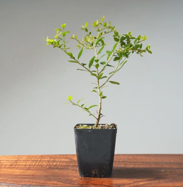 Osmanthus delavayi Live Plant – Fragrant White Tea Olive Shrub – Evergreen Flowering Hedge – Sweet Scented Spring Blooms – Easy Care – 4” Pot