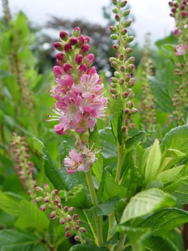 Perennial Farm Marketplace Ruby Spice Clethra