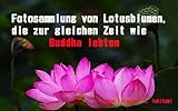 Fotosammlung von Lotusblumen, die zur gleichen Zeit wie Buddha lebten: Ich habe aus der Perspektive Buddhas einen uralten Lotus fotografiert, der angeblich ... über 2000 Jahren blüht. (German Edition)