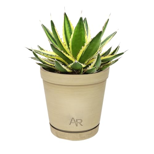 Altman Plants lophantha Quadricolor Agave Plant, Exotic Succulent, Live Plant
