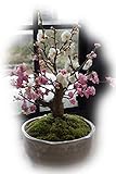 八重紅白梅 白鉢信楽鉢植え 盆栽 紅白梅の八重咲ボンサイ 花梅盆栽 花梅香りがするぼんさい