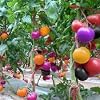 Generic Verse 200 stuks reuzentomatenzaden voor het planten van meerdere kleuren