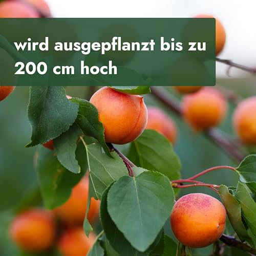 Aprikosenbaum von Meine Orangerie – Zwergobst Stammbäumchen für Garten und Balkon