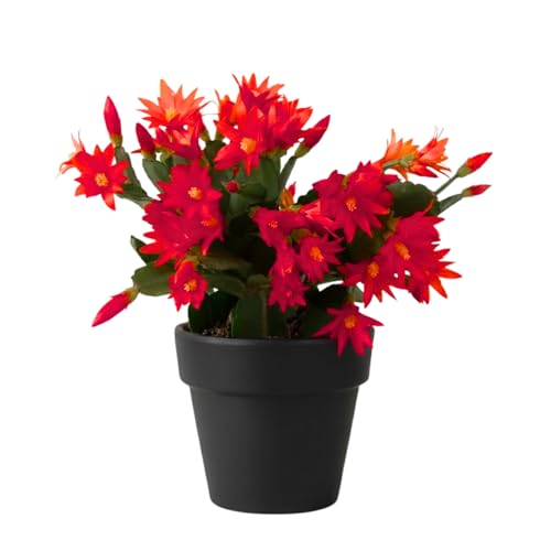 Easter Cactus Live Plant, Vibrant Blooming Cactus for Indoor Outdoor Gardens, 4-8'' Tall, No Pot (Red Blooms)