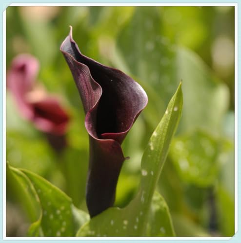 calla bulboso,bulbi di calla，Zantedeschia Bulbi, Sani, Robusti, Compatti, Intatti, Plump, Vigorosi-10 Bulbi