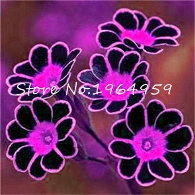 Fresh Color Mix Evening Primrose Bonsai Europe Primula Malacoides Flower Seedlings For Home Garden Planting Supplies