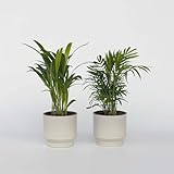 Zoom IMG-1 plant in a box areca Zoom IMG-1 plant in a box areca