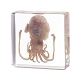 Taxidermy Squid, Real Squid Specimens Animal Specimen in Resin for Science Classroom Science Education, Great Gift for Fans of Taxidermy, Animal Skull, Oddities, Biology (3 x 3 x 1 inch)