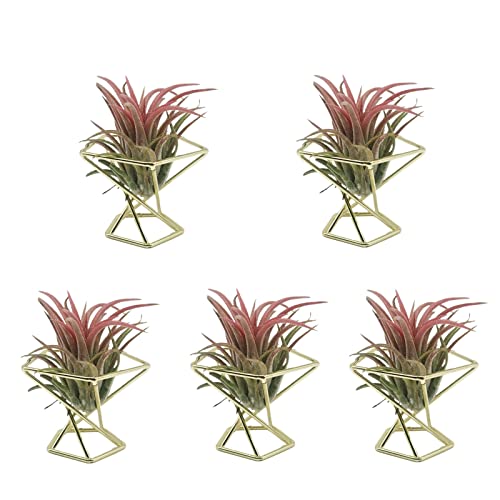 QSDGFH Himmeli Lot de 5 supports géométriques en métal pour plantes aériennes Tillandsia - Mini supports de fleurs - Doré Cover