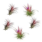 Verdecora Tillandsia Roja | Tillandsia Ionantha Rodd | Planta de Aire | Planta Natural de interior | No necesita tierra | 5 UNIDADES