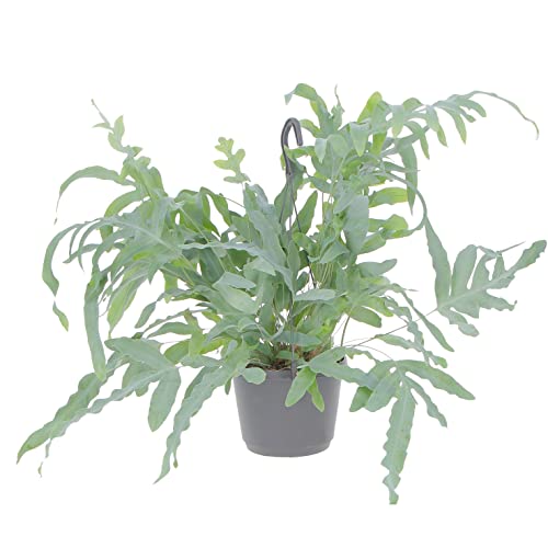 KENTIS - Phlebodium Blue Star - Felce a Zampa di Coniglio - Piante Purifica Aria da Intenro - Pianta Vera da Appartamento - H 32-42 cm Vaso Ø 17 cm