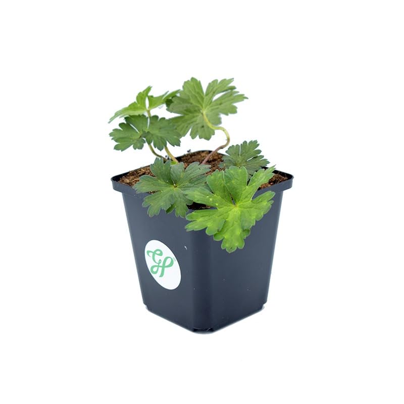 50 x Geranium Rozanne - Storchschnabel in 9x9cm Topf