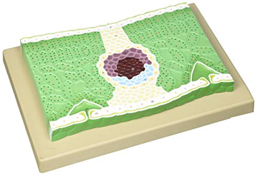 Edu-Lab BM20 Dicot Leaf V.S. Modelo, 25 cm de ancho, 33 cm de altura Cover