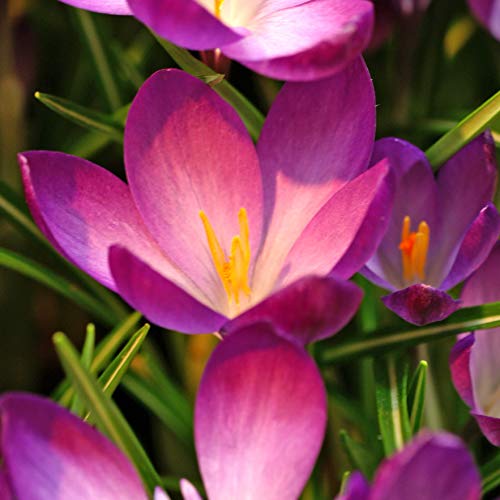 Easy to Grow Crocus Ruby Giant 20 Plant Bulbs - Magenta Pink Flowers in Late Winter to Spring, Full Sun Outdoor Zones 3-8 - Thumbnail 3
