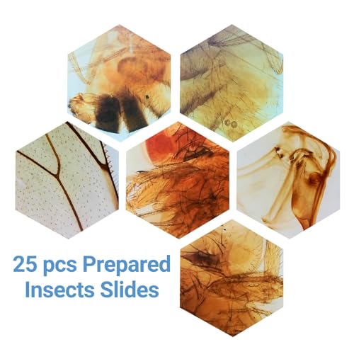 25 Insect Microscope Slides with Specimens for Kids Adults, Prepared Insect Microscope Slides Kit, Prepared Insect Glass Slides for Adults Kids