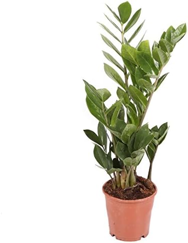 Zamioculca - Maceta 14cm. - Altura aprox. 40cm. - Planta viva - (...