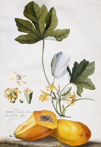 Impression toile papaye Ehret - Habillez un grand mur vide avec une oeuvre abstraite