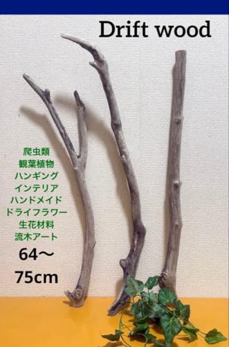 64?75cm3_Zbg ঒ ϗtA CeA nMO }N