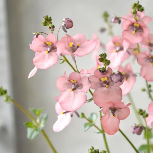 Elfensporn samen- gartenpflanzen-dekopflanzen bonsai samen-schnell wachsender blumenwiese samen-pflanzen samen deko garten-pflanzen für sonnige plätze garten geschenk-SchöNe 200pcs