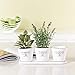 Torre & Tagus Jardinier Round Planters on Tray (Set of 3), White