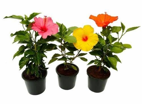Mphmi NCR Perennial Live Plants Hibiscus, Gudhal Flower (Orange) - Plant (B0CF6B1LYB) Amazon Price History, Amazon Price Tracker
