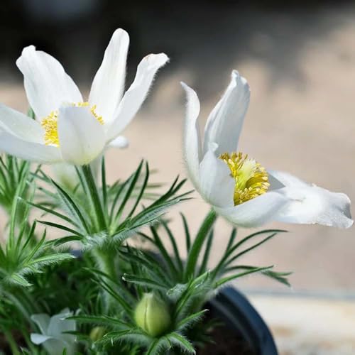 küchenschelle für sonnige plätze stauden zimmerpflanzen...