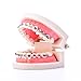 Easyinsmile Dental Orthodontic Teeth Model with Metal Bracket Tooth Model with Braces for Patients Communication