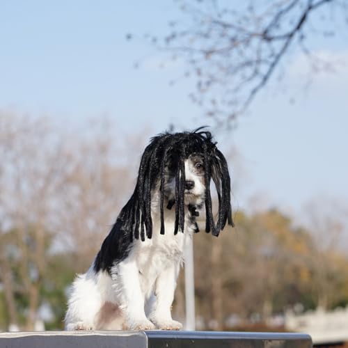 Peluca para perro y gato con extensiones negras de rizos miniatura 4