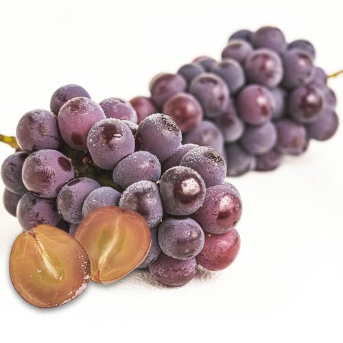 訳ありニューピオーネ 約1.2kg [8月下旬-10月中旬頃に出荷予定]