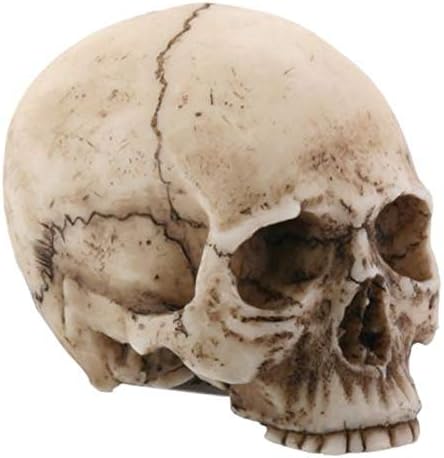 SUMMIT COLLECTION YTC 2.25 Inch Resin Realistically Painted Collectible Skull Head, Small