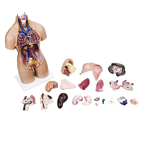 Torso humano de 55 cm modelo anatómico educativo con 21 piezas 5